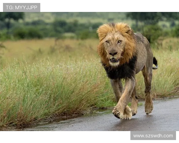非洲雄狮崛起：揭示大草原背后的王者崛起与生态变革 - 副本 (2)